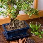 Come Potare Bonsai Olivo 1) Scopri come potare il tuo bonsai di olivo per mantenere la sua bellezza con la nostra guida dettagliata