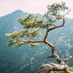 Che Significa Bonsai Scopri il significato del termine bonsai e immergiti nel magico mondo degli alberi in miniatura