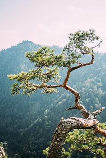 Che Significa Bonsai 1 Scopri il significato del termine bonsai e immergiti nel magico mondo degli alberi in miniatura