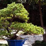 Che Forma Dare a Bonsai Ginseng Suggerimento: Come scegliere la forma da dare al bonsai ginseng per ottenere un risultato esteticamente sorprendente