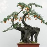 Scopri il metodo perfetto per innaffiare il tuo bonsai Ficus Ginseng: segui i nostri consigli e mantieni la pianta sempre rigogliosa!