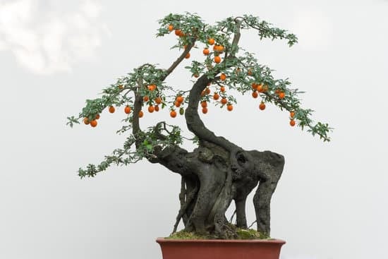 Come Innaffiare Bonsai Ficus Ginseng 13 Scopri il metodo perfetto per innaffiare il tuo bonsai Ficus Ginseng: segui i nostri consigli e mantieni la pianta sempre rigogliosa!