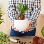 Migliora la salute e la bellezza del tuo bonsai ficus seguendo semplici istruzioni per l'innaffiatura corretta