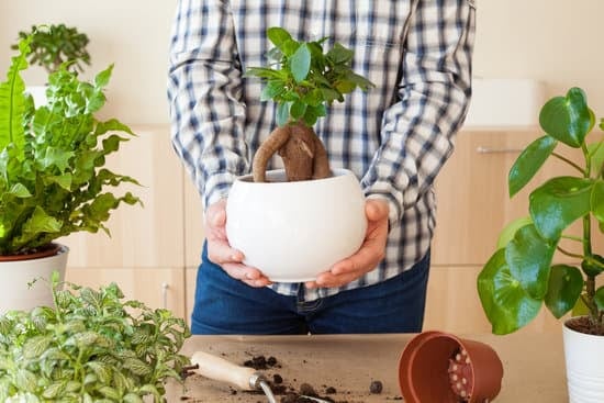 Come Innaffiare Bonsai Ficus 5 Migliora la salute e la bellezza del tuo bonsai ficus seguendo semplici istruzioni per l'innaffiatura corretta