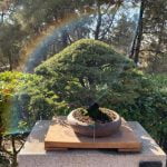 Come Fare Un Bonsai Da Un Ramo Di Ulivo Scopri come fare un bonsai da un ramo di ulivo con questi semplici passaggi