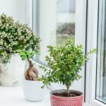 A Cosa Serve Il Copri Concime Per Bonsai Proteggi il tuo bonsai con un copri concime per mantenerlo sano e protetto