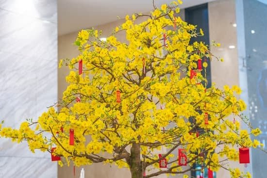 Come Tenere Bonsai 1 Scopri come tenere bontài con cure costanti: concime adeguato, potatura e annaffiatura regolare