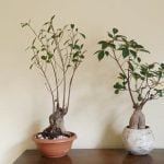 Scopri i segreti su come gestire un bonsai con cura e dedizione per garantire la sua crescita sana e rigogliosa