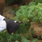 Scopri la scelta migliore di concime per bonsai in autunno: nutri le tue piante con il prodotto ideale!