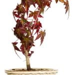 Scegli il quale bonsai acquistare considerando le sue dimensioni, il tipo di foglie e la facilità di cura