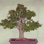 A Che Anno Potare Sughera Per Bonsai A che anno potare sughera per bonsai: consigli utili per garantire la corretta cura delle tue piante