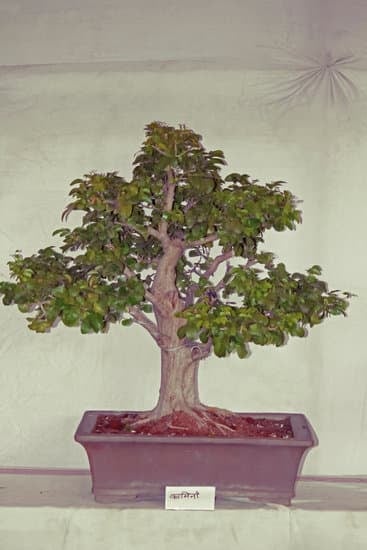 A che anno potare sughera per bonsai: consigli utili per garantire la corretta cura delle tue piante