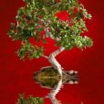 Quando Potare Bonsai Ginseng Scopri il momento ideale per potare il bonsai ginseng e assicurati la sua salute e bellezza