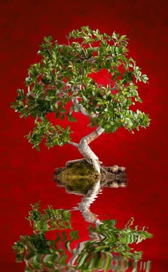 Quando Potare Bonsai Ginseng 1 Scopri il momento ideale per potare il bonsai ginseng e assicurati la sua salute e bellezza