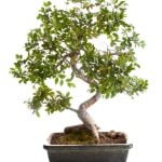 Scopri gli stili di vasi per bonsai e le loro caratteristiche in questa guida completa