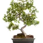 Gli Stili Di Vasi Per Bonsai: Una Guida Completa Scopri gli stili di vasi per bonsai e le loro caratteristiche in questa guida completa