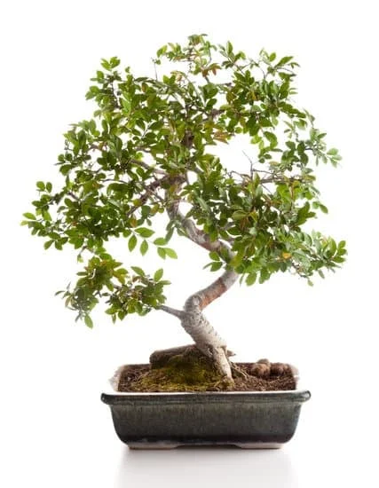 bonsai 598