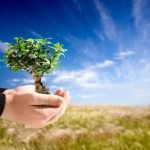 Quando Annaffiare I Bonsai Scopri l'importanza di capire quando annaffiare i bonsai per mantenere la loro salute e bellezza