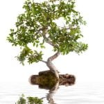 Quali Sono I Bonsai Da Interno Scopri i più affascinanti bonsai da interno e crea un angolo verde all'interno della tua casa
