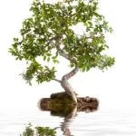 Scopri i più affascinanti bonsai da interno e crea un angolo verde all'interno della tua casa