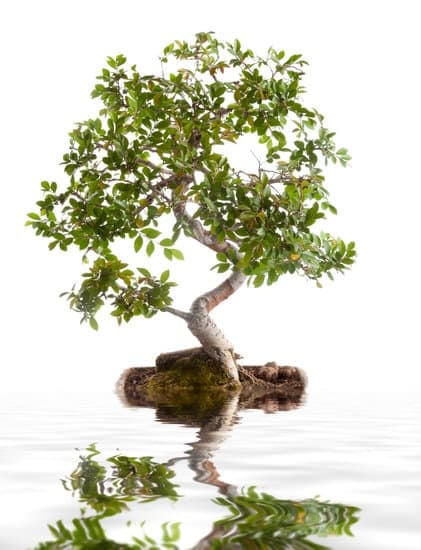 Quali Sono I Bonsai Da Interno 1 Scopri i più affascinanti bonsai da interno e crea un angolo verde all'interno della tua casa