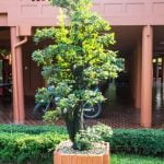 Come Fare Bonsai Di Acero Rosso 10 passaggi per creare magnifici bonsai di acero rosso: dalla scelta del materiale alla cura quotidiana
