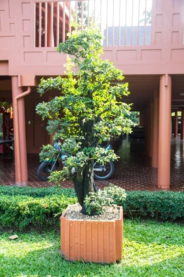 Come Fare Bonsai Di Acero Rosso 1 10 passaggi per creare magnifici bonsai di acero rosso: dalla scelta del materiale alla cura quotidiana