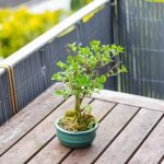 Come Prendersi Cura Dei Bonsai Scopri come prenderti cura dei bonsai: segui le corrette tecniche di annaffiatura, potatura e esposizione per garantire la salute delle tue piante
