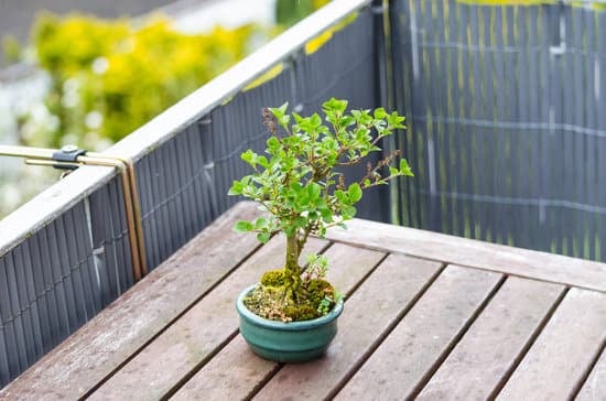 Scopri come prenderti cura dei bonsai: segui le corrette tecniche di annaffiatura, potatura e esposizione per garantire la salute delle tue piante