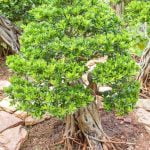 Scopri come fare un bonsai con la tecnica della talea, seguendo dei semplici passi e ottenendo risultati sorprendenti!