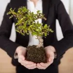 Dove Tenere Il Bonsai in Inverno Scopri i migliori luoghi dove custodire il tuo bonsai durante l'inverno per garantirne la salute e la bellezza