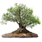 Come Si Cura Un Bonsai Ficus Ginseng Segui le corrette pratiche di potatura e irrigazione per mantenere un bonsai ficus ginseng sano e rigoglioso