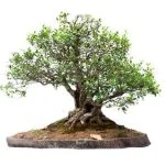 Segui le corrette pratiche di potatura e irrigazione per mantenere un bonsai ficus ginseng sano e rigoglioso