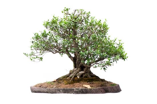 Segui le corrette pratiche di potatura e irrigazione per mantenere un bonsai ficus ginseng sano e rigoglioso