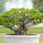 Scopri i segreti su come curare il tuo bonsai ginseng per mantenerlo sano e rigoglioso!