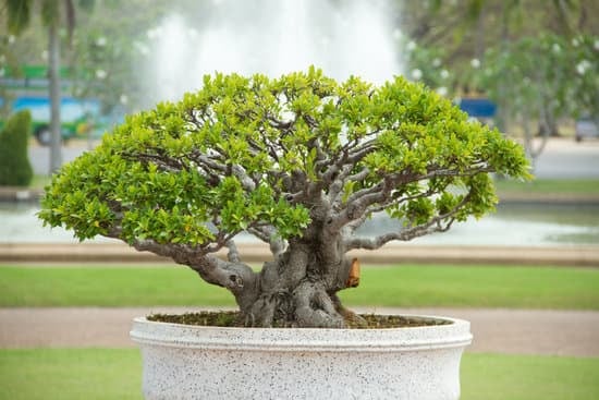 Scopri i segreti su come curare il tuo bonsai ginseng per mantenerlo sano e rigoglioso!