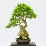 Come Coltivare Il Tuo Primo Bonsai Scopri come coltivare il tuo primo bonsai con semplici consigli e istruzioni passo passo