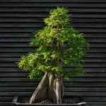 Come Recuperare Bonsai Marcio Scopri come recuperare un bonsai marcio con semplici cure e rimedi per restituire vita e rigoglio alla pianta