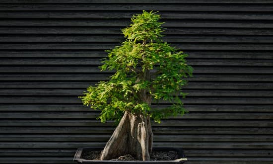 Come Recuperare Bonsai Marcio 9 Scopri come recuperare un bonsai marcio con semplici cure e rimedi per restituire vita e rigoglio alla pianta