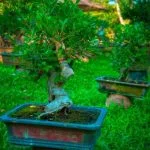 Che Vuol Dire Bonsai Cosa indica Bonsai? Scopri il significato di questa pratica millenaria e l'arte di coltivare alberi in miniatura