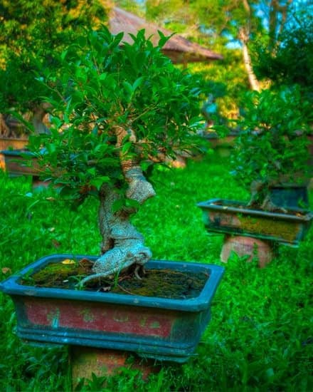 Cosa indica Bonsai? Scopri il significato di questa pratica millenaria e l'arte di coltivare alberi in miniatura