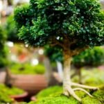 Bonsai: il significato di questa parola è legato all'arte giapponese di coltivare alberi in miniatura