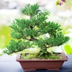 Come Fare Olivo Bonsai Scopri come fare un olivo bonsai con questi semplici passaggi per creare una magnifica pianta in miniatura
