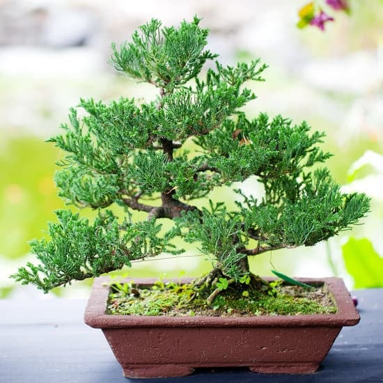 Come Fare Olivo Bonsai 1 Scopri come fare un olivo bonsai con questi semplici passaggi per creare una magnifica pianta in miniatura
