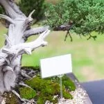Scopri l'arte di concimare il tuo bonsai Ficus con il nostro semplice e completo tutorial!