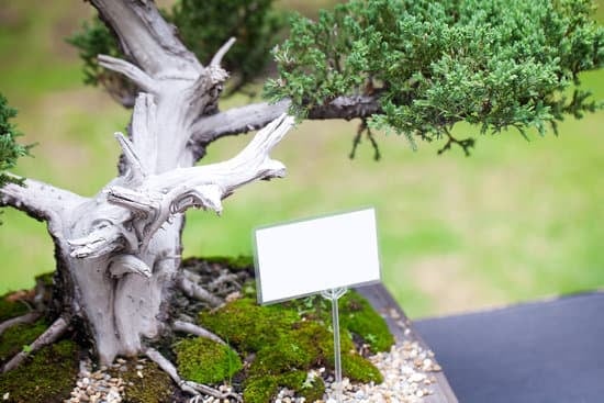 Scopri l'arte di concimare il tuo bonsai Ficus con il nostro semplice e completo tutorial!