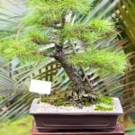 Che Periodo Vanno Potati I Bonsai Per ottenere i migliori risultati, segui gli standard di potatura specifici per ogni tipo di bonsai