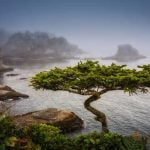 Come Creare Un Bonsai Di Glicine Scopri il passo dopo passo su come creare un magnifico bonsai di glicine in meno di 20 parole!