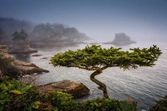 Scopri il passo dopo passo su come creare un magnifico bonsai di glicine in meno di 20 parole!