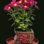Come Potare I Bonsai Da Interno Scopri come potare i bonsai da interno correttamente per mantenere la loro bellezza e salute
